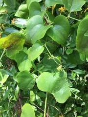 Smilax bona-nox
