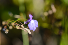 Lobelia setacea