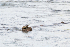 Phrynops williamsi