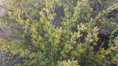 Genista hystrix