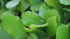 Magnoliopsida