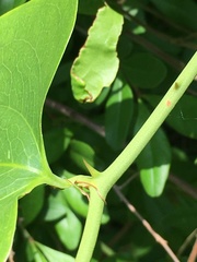 Smilax bona-nox