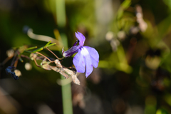 Lobelia setacea