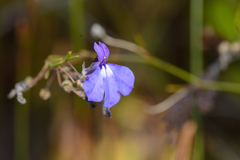 Lobelia setacea