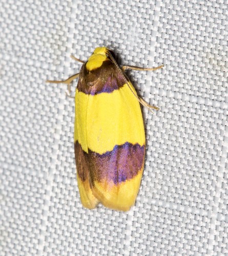 Heterallactis euchrysa Meyrick, 1886