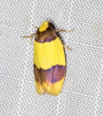 Heterallactis euchrysa