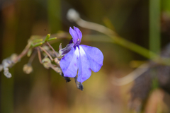 Lobelia setacea