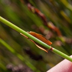 Elegia hookeriana