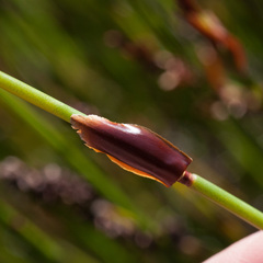 Elegia hookeriana