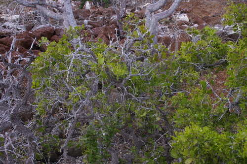 Image of Maytenus octogona by no rights reserved