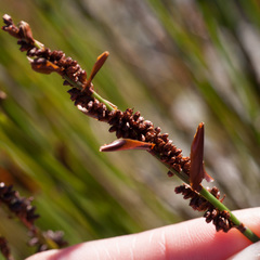 Elegia hookeriana