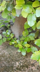 Magnoliopsida