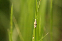 Cochylidia heydeniana