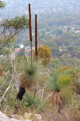 Xanthorrhoea quadrangulata