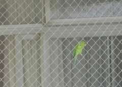 Brotogeris tirica
