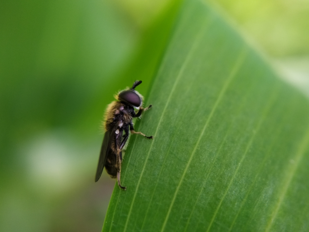 Pipizella viduata