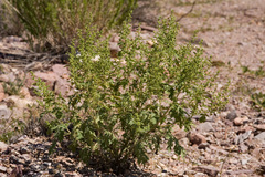 Hedosyne ambrosiifolia