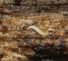 Pauropoda