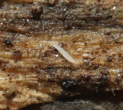 Pauropoda
