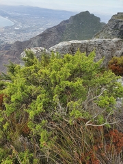 Cliffortia tridentata