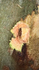 Neocosmospora euwallaceae