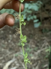 Metrosideros perforata