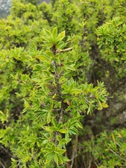 Cliffortia tridentata