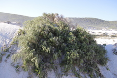Passerina ericoides