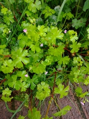 Geranium lucidum