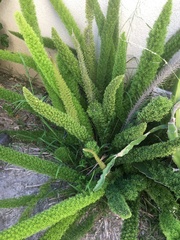 Asparagus densiflorus