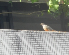 Turdus rufiventris
