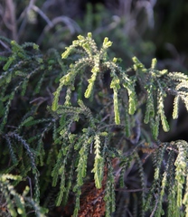 Passerina ericoides