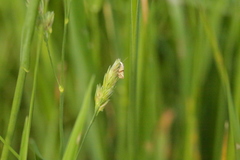 Cochylidia heydeniana