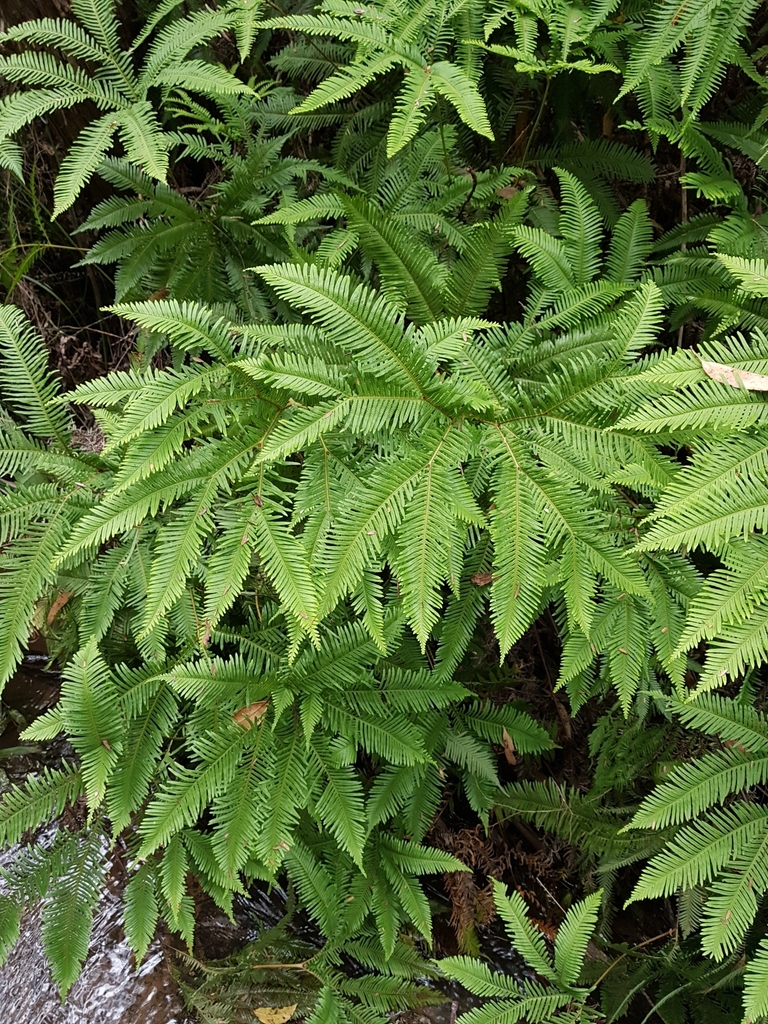 Silky Fan-fern from Dandenong Ranges, Yarra Ranges - Dandenongs, AU-VI ...