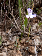 Chaenorhinum grandiflorum