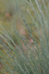 Festuca roemeri
