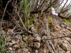 Chaenorhinum grandiflorum