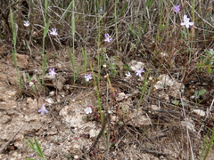 Chaenorhinum grandiflorum