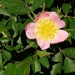 Rosa