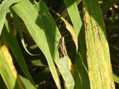 Amblytropidia australis