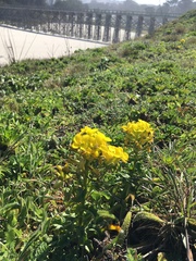 Erysimum menziesii