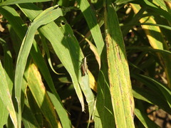 Amblytropidia australis