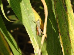 Amblytropidia australis