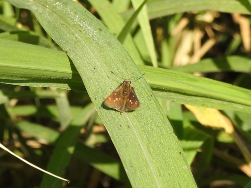 Nastra ethologus