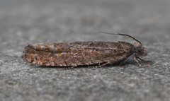 Pseudexentera mali