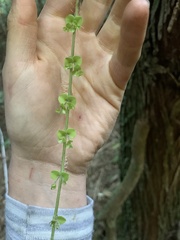 Metrosideros perforata