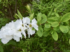 Exochorda