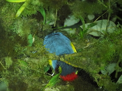 Andigena laminirostris