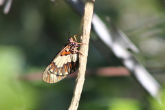 Acraea cabira