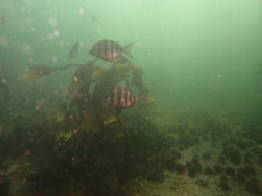 Diplodus hottentotus
